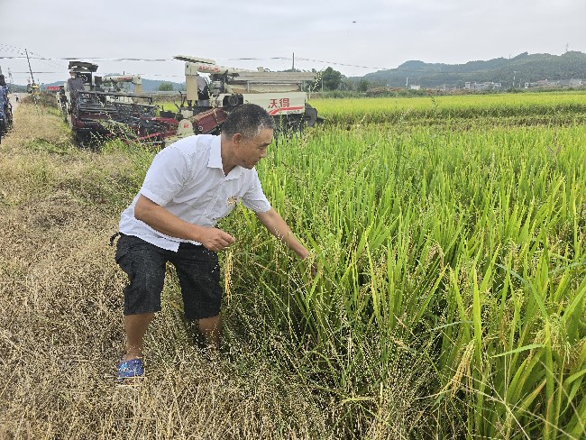 金秋水稻收割忙！四川武引灌区“丰”景如画